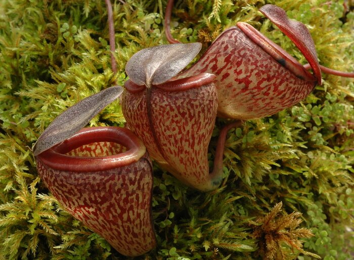 Nepenthes peltata